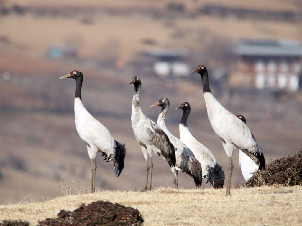 Phobjikha-Black Necked Cranes