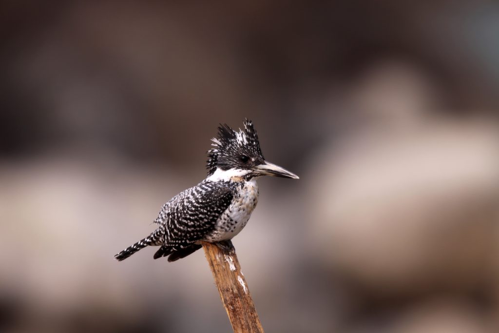 Birds in Bhutan, Bird Watching Tours in Bhutan
