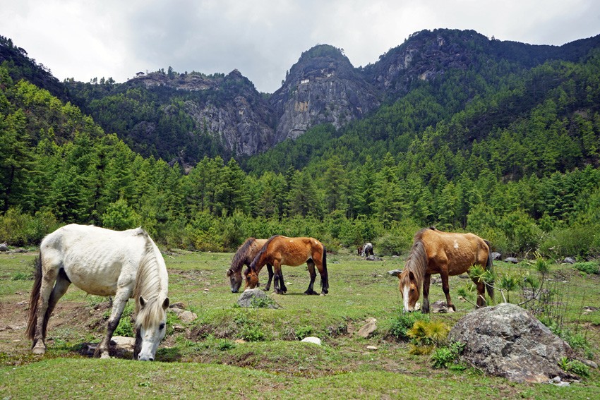 Horse ride In Bhutan