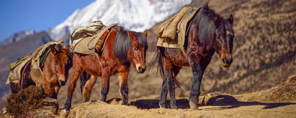 Banner Horses