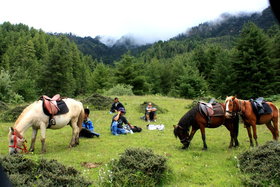 Trekking Horse