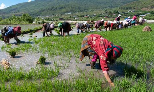 Experience Bhutan Village, Rice Paro