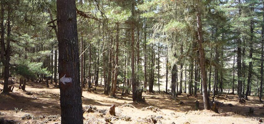 Banner Phobjikha Forest, Phobjikha Gangtey Trek
