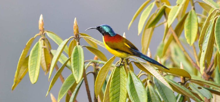 Birds in Tingtibi, Place to Visit in Zhemgang-Attractions in Zhemgang