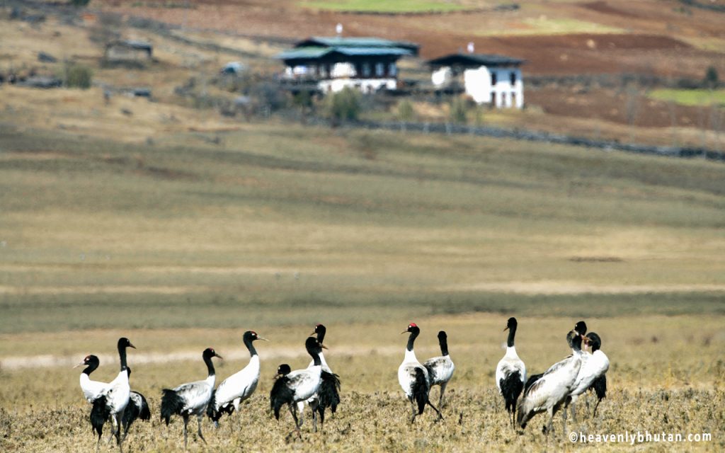 Black Necked Crane Festival, Transgender-Travel- Away-From-City-and-Museums-Black-Neck-Crane