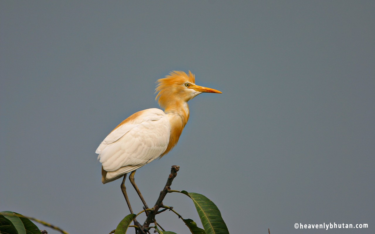 Birding Tour Guides, Birding-in-Himalayas, Cattle-Egret