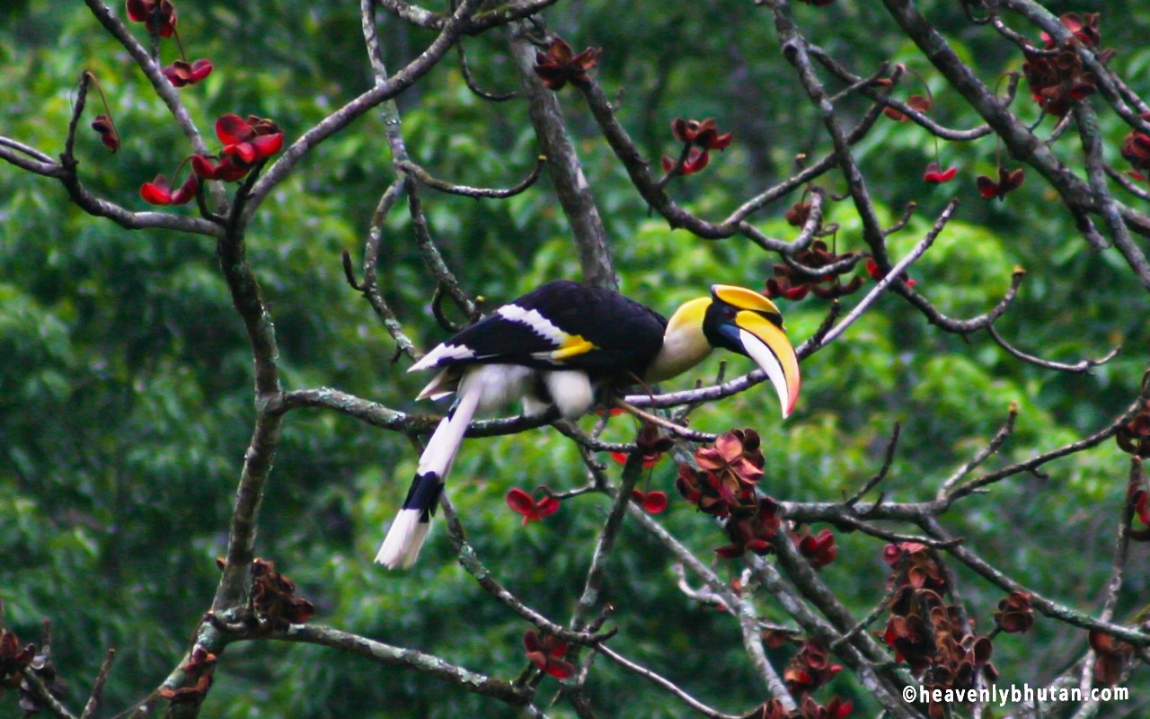 Bhutan Birding Tours, Birding-in-Himalayas, Horn bills