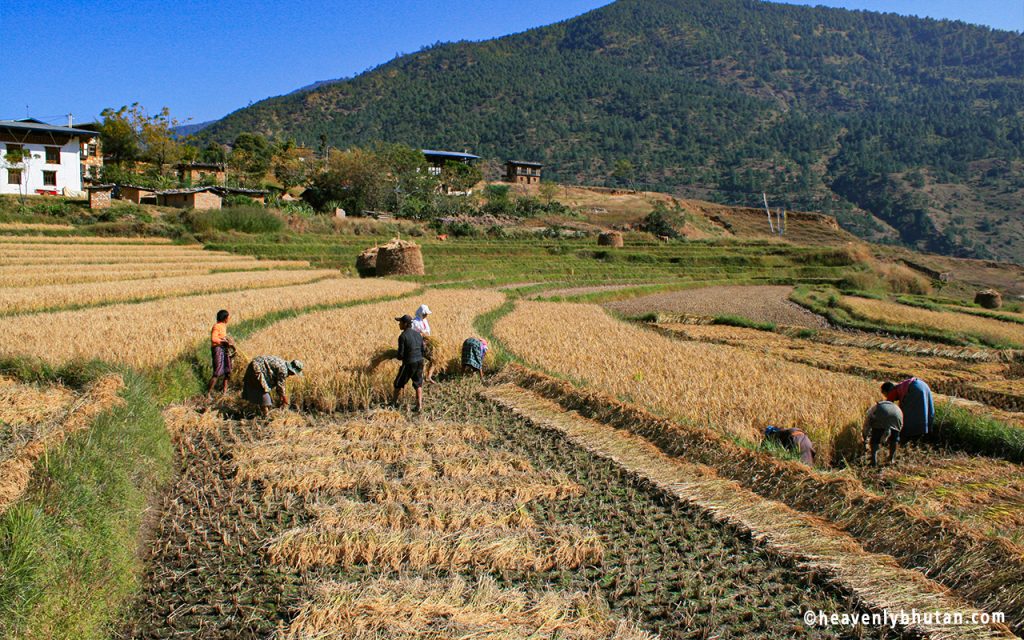 Bhutan Village Farming Tours