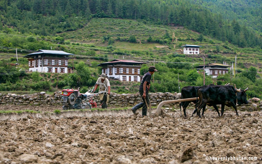 Home-Away-From-Home, Village, Kerala to Bhutan