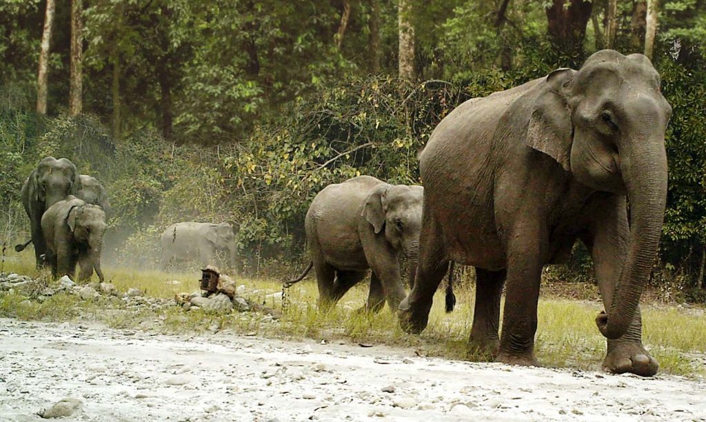 Jungle Safari Tours in Bhutan