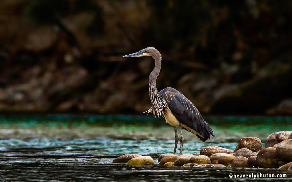 Birding Tours, White-Bellied-Heron