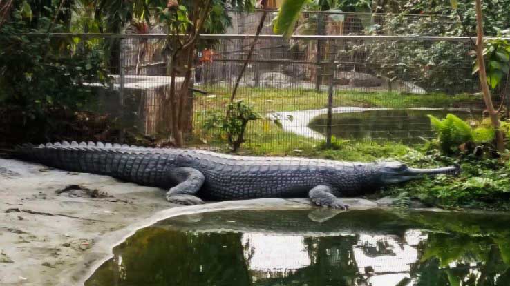 Amo Chhu Crocodile Breeding Centre, Place to Visit in Phuentsholing, Place to Visit in Phuentsholing-Attraction in Phuentsholing