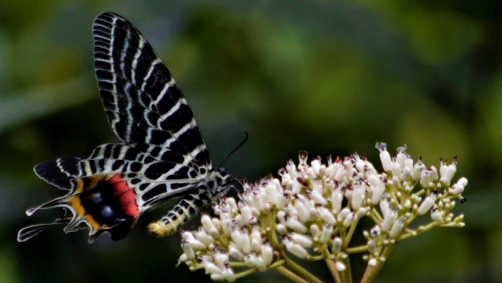 Ludlow's National Butterfly of Bhutan, Place to Visit in Trashiyangtse-Attraction in Trashiyangtse