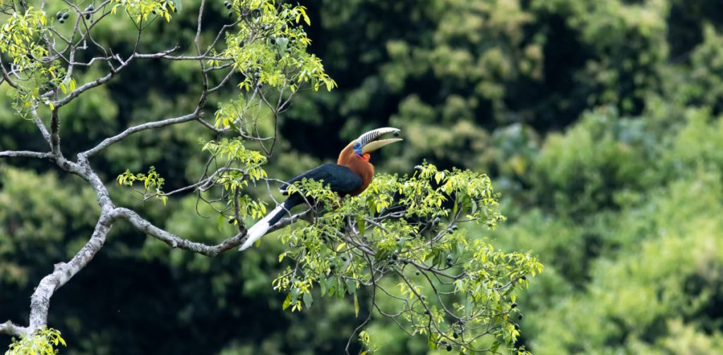 Birds in Tsirang, Hornbills, Place to Visit in Tsirang-Attractions in Tsirang