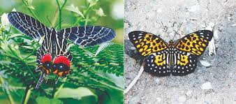 Butterflies in Tsirang, Place to Visit in Tsirang-Attractions in Tsirang