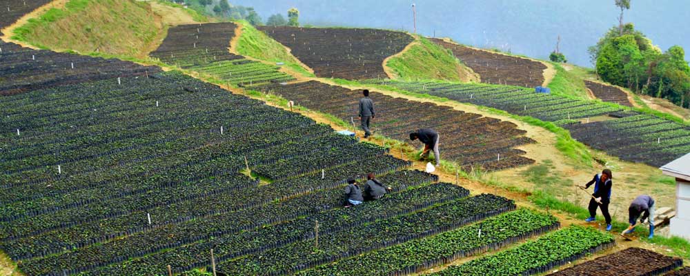 Lingmethang Integrated Horticulture Farm, Place to Visit in Mongar-Attraction in Mongar