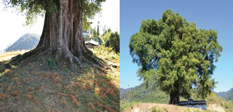 Tree Grown from Walking Stick in Dagana