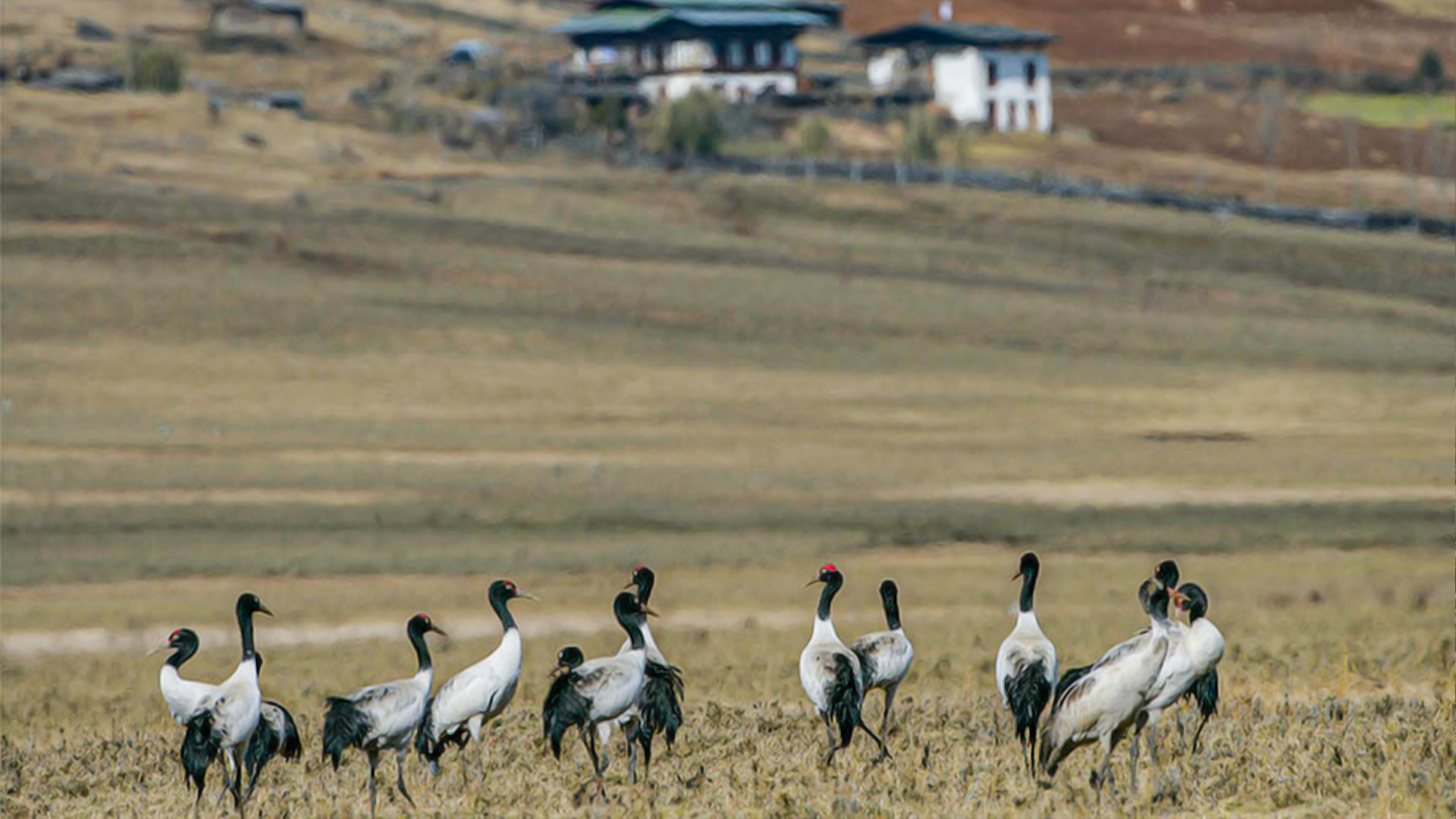 Black Necked Crane, Phobjikha Valley, Wangdue