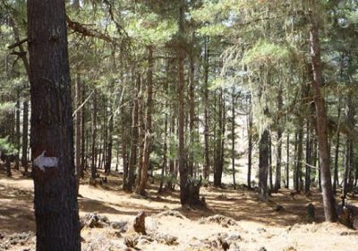 Banner Phobjikha Forest, Phobjikha Gangtey Trek