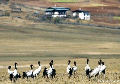 Black Necked Crane Festival, Transgender-Travel- Away-From-City-and-Museums-Black-Neck-Crane