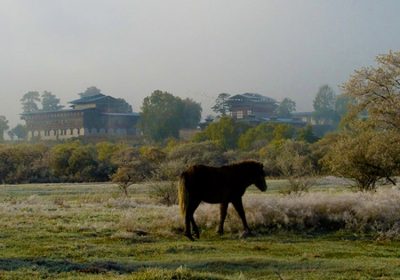 Indeed Its Heavenly Bhutan