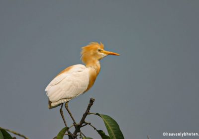 Birding Tour Guides, Birding-in-Himalayas, Cattle-Egret