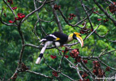 Bhutan Birding Tours, Birding-in-Himalayas, Horn bills