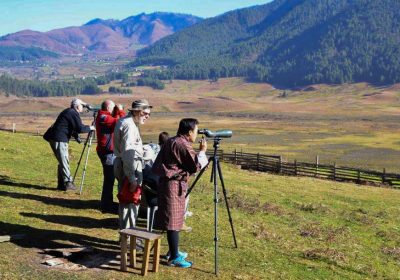 Birds in Punakha, Place to Visit in Punakha, Bhutan-Attraction in Punakha