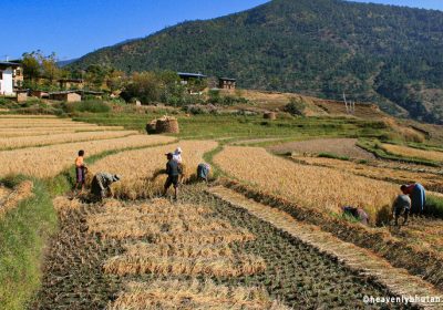 Bhutan Village Farming Tours