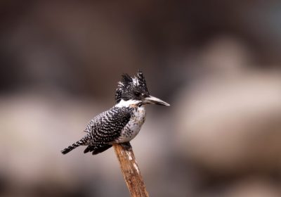 Birds in Bhutan, Bird Watching Tours in Bhutan