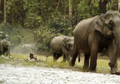 Jungle Safari Tours in Bhutan