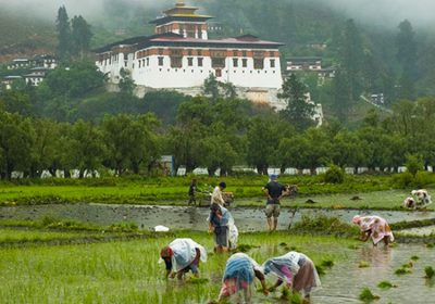 Home Away from Home, Paro