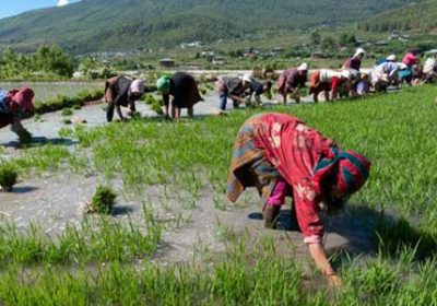 Experience Bhutan Village, Rice Paro