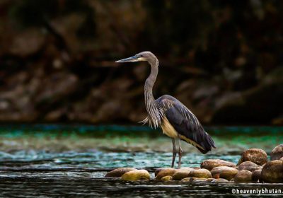 Birding Tours, White-Bellied-Heron