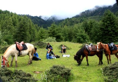 Trekking Horse