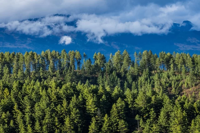 😍
.
.
.
.
.
#bhutanbelieve #bhutantourism #picturesoftheday #bhutandiaries #heavenlybhutan #heavenlybhutantravels #Bhutan #bhutandaires
