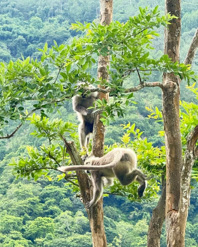 Golden langurs are rare and are one of the endangered species found in Bhutan. 

#bhutantourism #bhutandaires #Bhutanese #bhutanbelieve #paro #thimphu #GoldenLangur